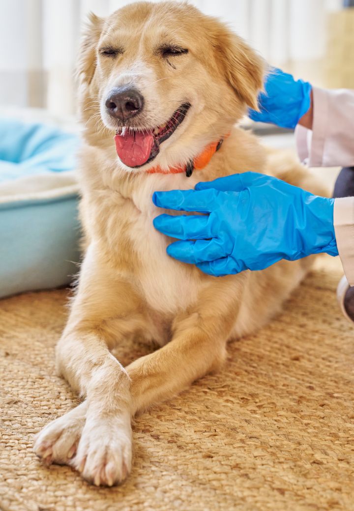 Why Routine Vet Visits Are the Key to a Healthier, Happier Pet